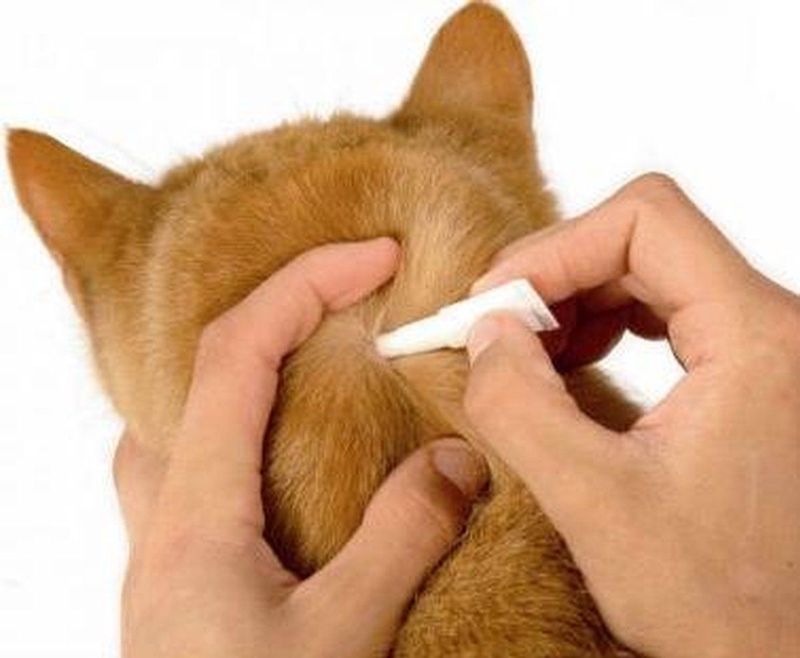 Frontline - Spot-On Ongediertebestrijding - Kat - 6 Pipetten - Fipronil