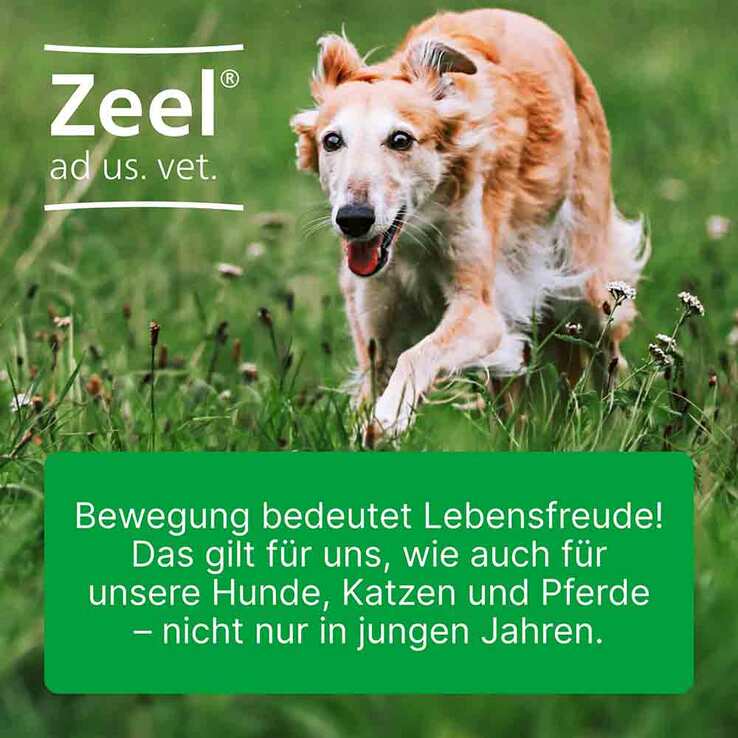 Zeel Ampullen vet. (für Tiere), 5X5 ml