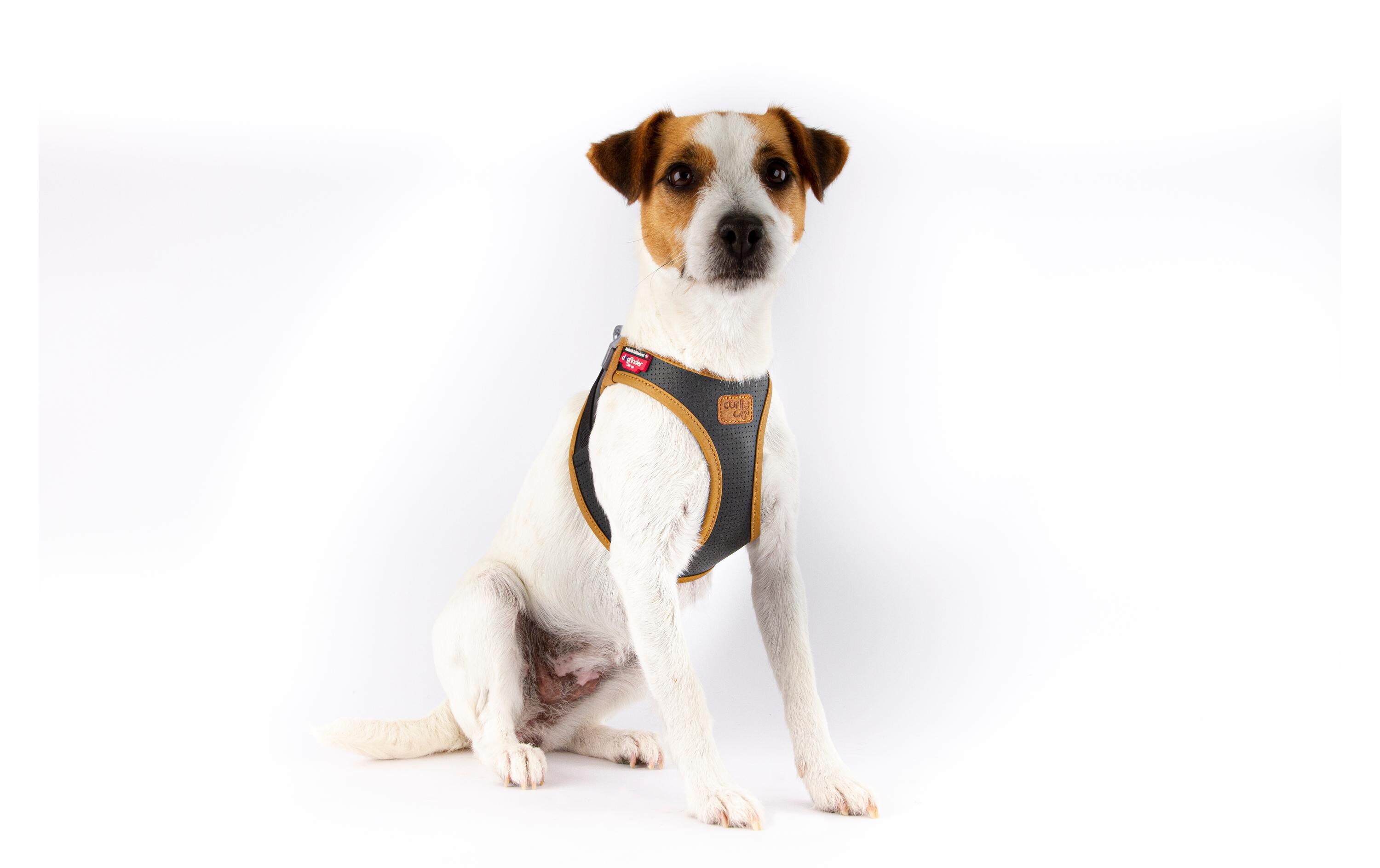 Geschirr Apfelleder, S, SchwarzHundegeschirr
