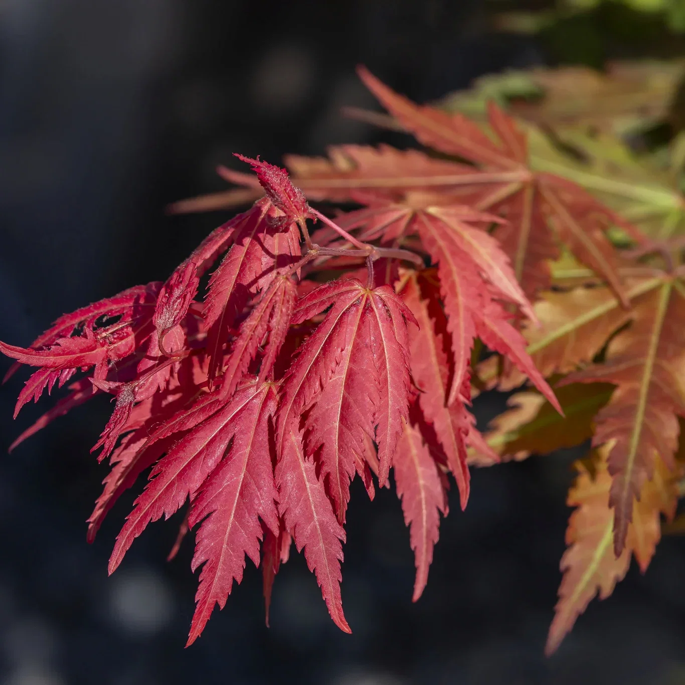 Acer pseudosieboldianum 'North Wind' ® Korealønn 'North Wind' ® XXL Høyde 100-125 cm