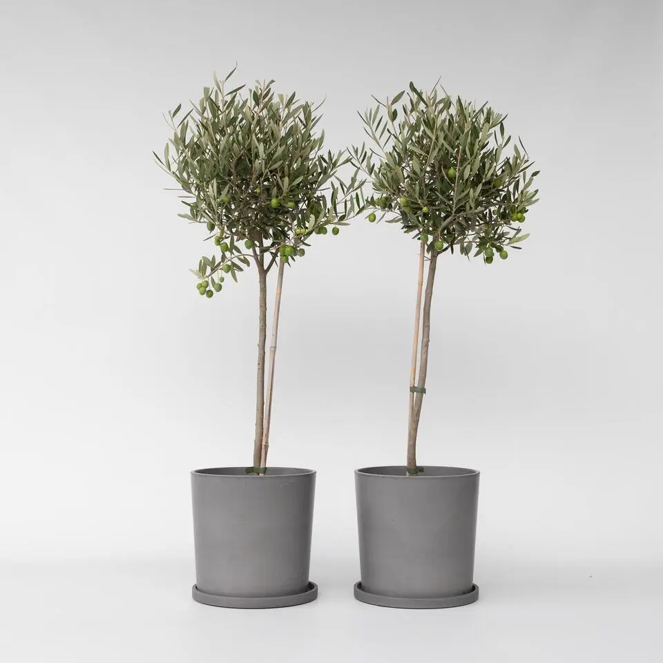 Olijfboom - Set van 2 - Olea europaea - Hoogte 80-90cm - ⌀19cm