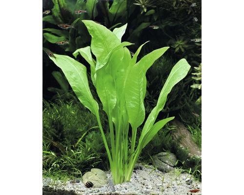 Grote Amazone zwaardplant - Echinodorus bleheri, GP