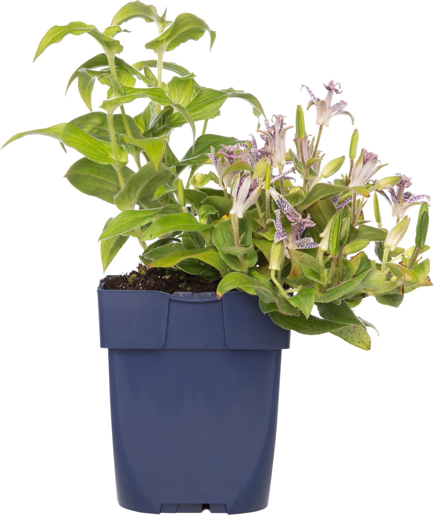 Paddenlelie (Tricyrtis hirta) D 11 H 10 cm
