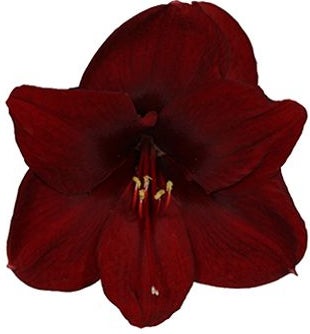 Amaryllis (Hippeastrum 'Dark Red') D 13 H 25 cm