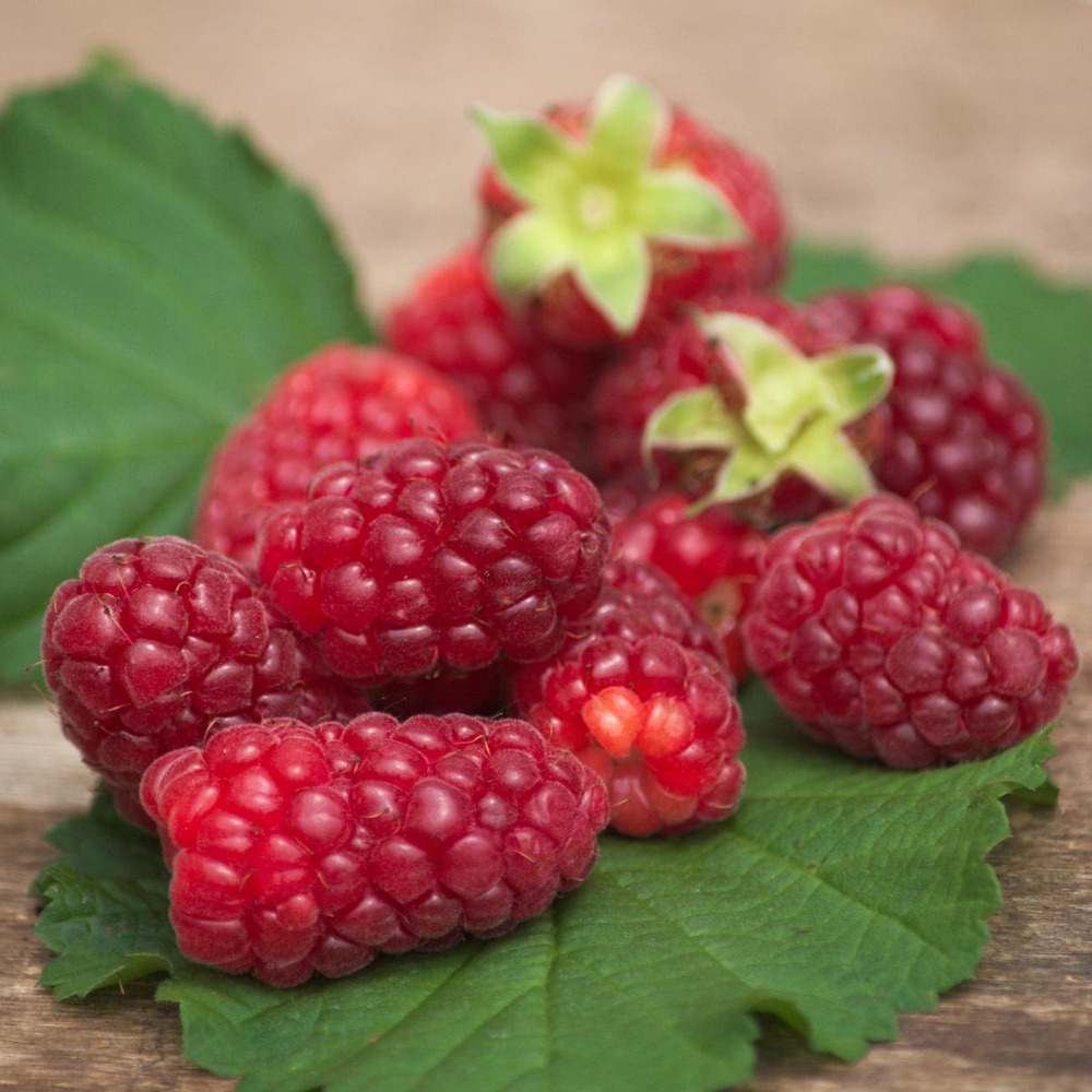 Mûre tayberry/rubus tayberry[-]pot de 1,5l - 20/50 cm