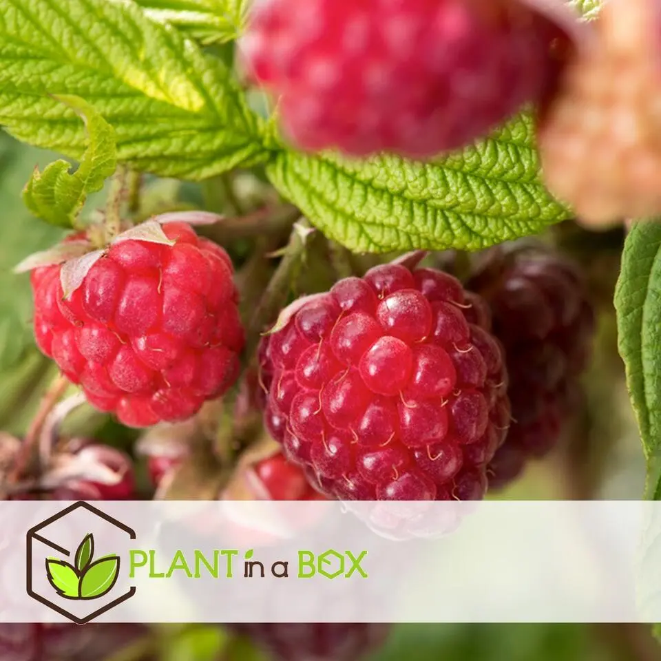 Frambozenplant - Set van 3 - Rubus ideaus 'Autumn Bliss' - Hoogte 25-40cm - ⌀9cm