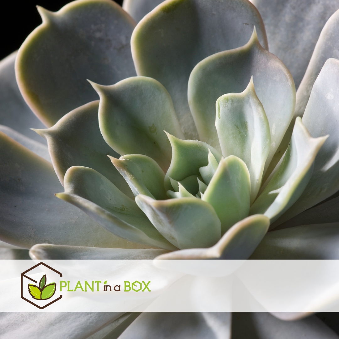 Echeveria black metal ring - succulente dans un anneau décoratif - 20 cm - noir