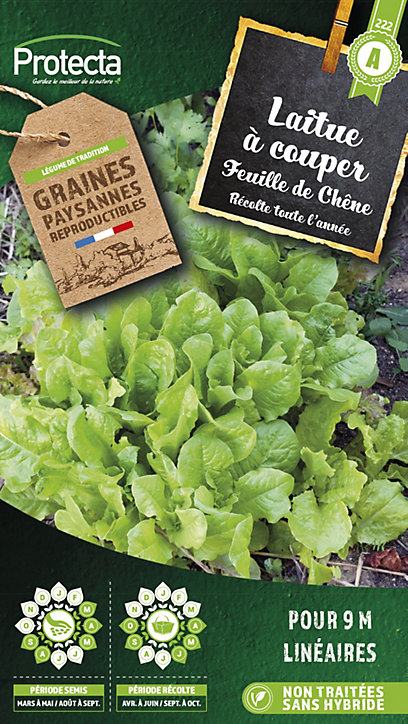 Graine de feuille de chêne blonde Protecta