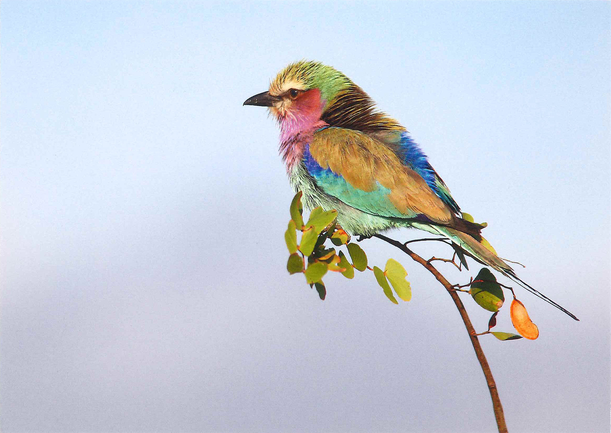 Postkarte 'Bunter Vogel' günstig bestellen