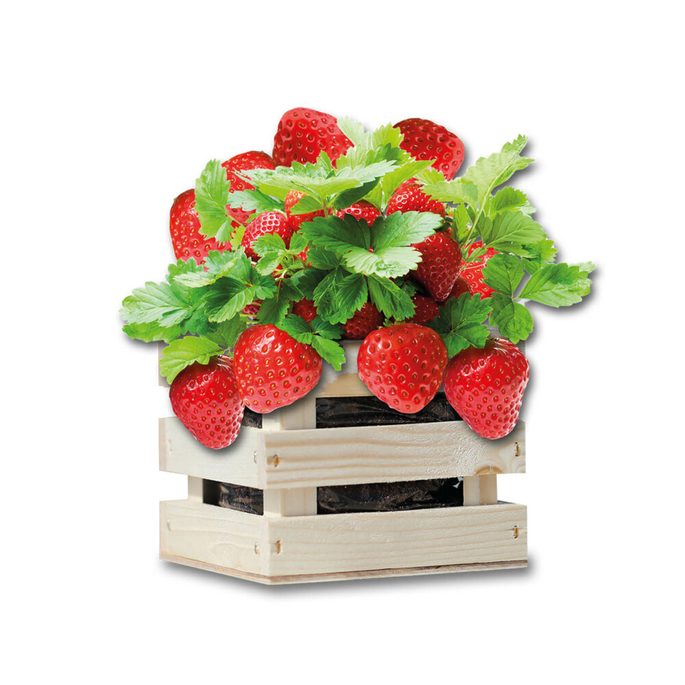 Baza Gardenbox Set Aardbeien1 set