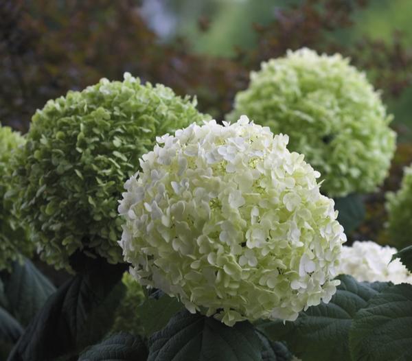 Schneeball-Hortensie 'Strong Annabelle®'