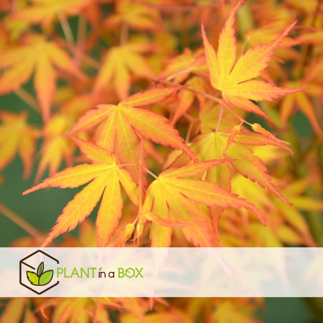 Acer palmatum 'katsura' - erable japonais - pot 19cm - hauteur 60-70cm