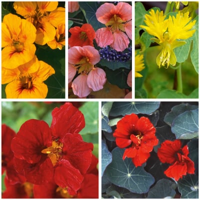 Blumensamen Historische Kapuzinerkresse