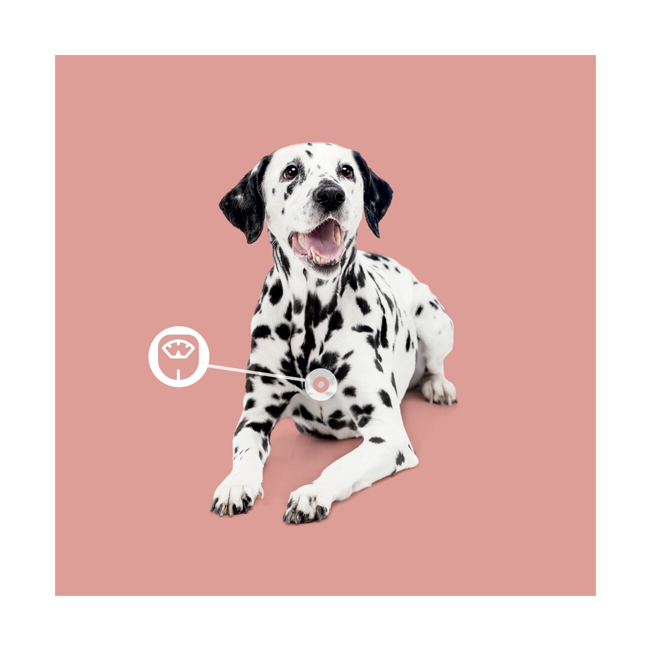 Mooiza Pet Biotic Pro