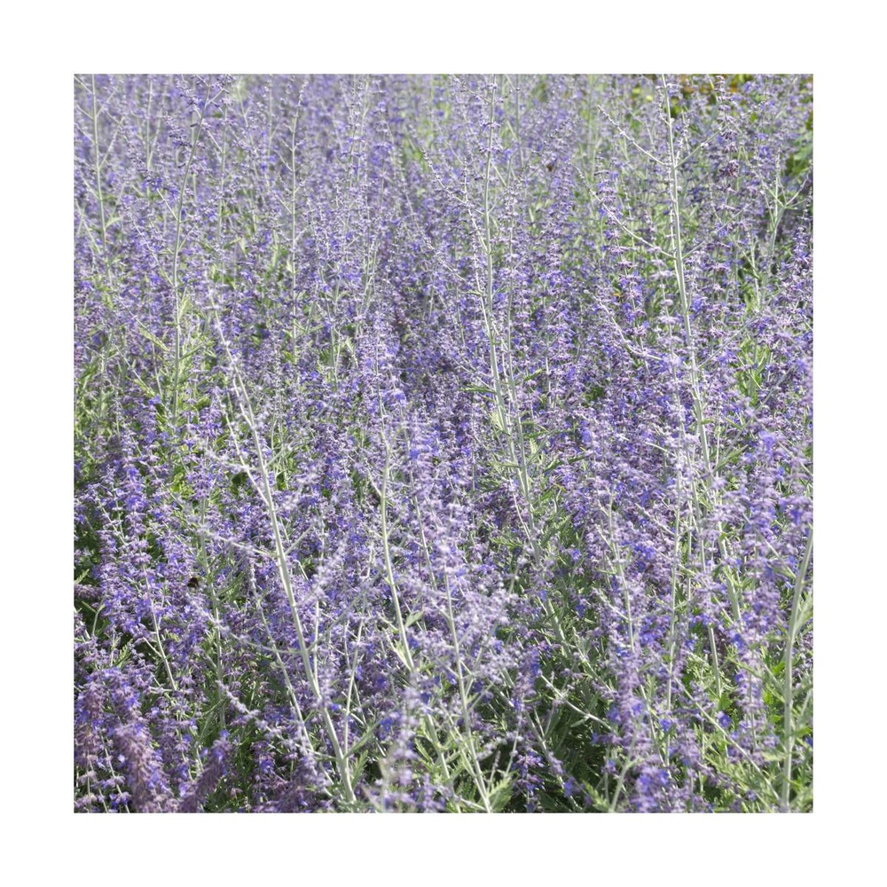 Lavande d'afghanistan atriplicifolia blue spire/perovskia atriplicifolia blue spire[-]godet - 5/10 cm