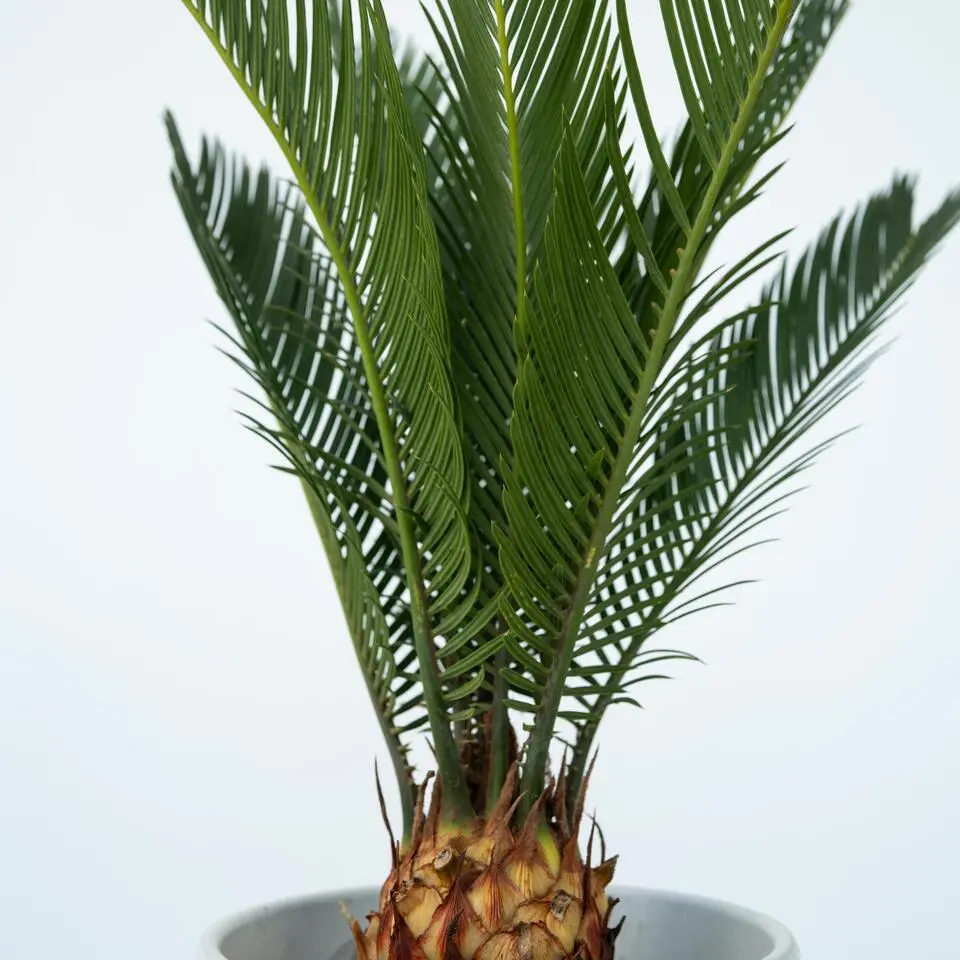 Vredespalm - Cycas revoluta - Hoogte 45-60cm - ⌀15cm