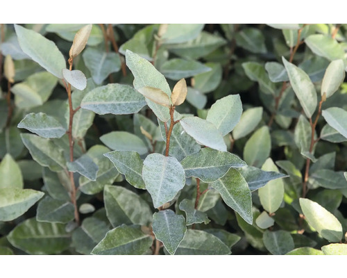Wintergreen Oleagnus 'Compacta' FloraSelf Elaeagnus ebbingei 'Compacta' H 60-80 cm Co 9 L 35 Years FloraSelf Anniversary Edition