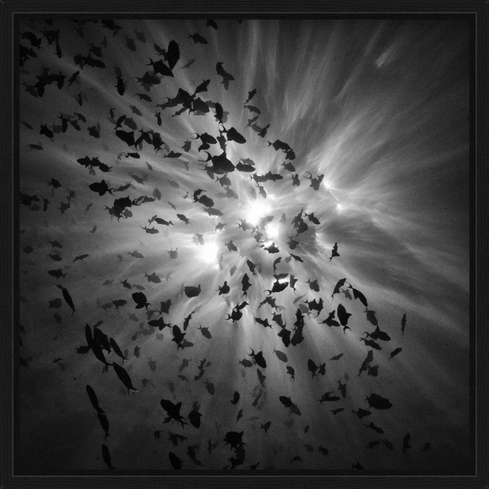 Frenzy by Hengki Koentjoro - Limited Edition. Edition of: 100. Signed.