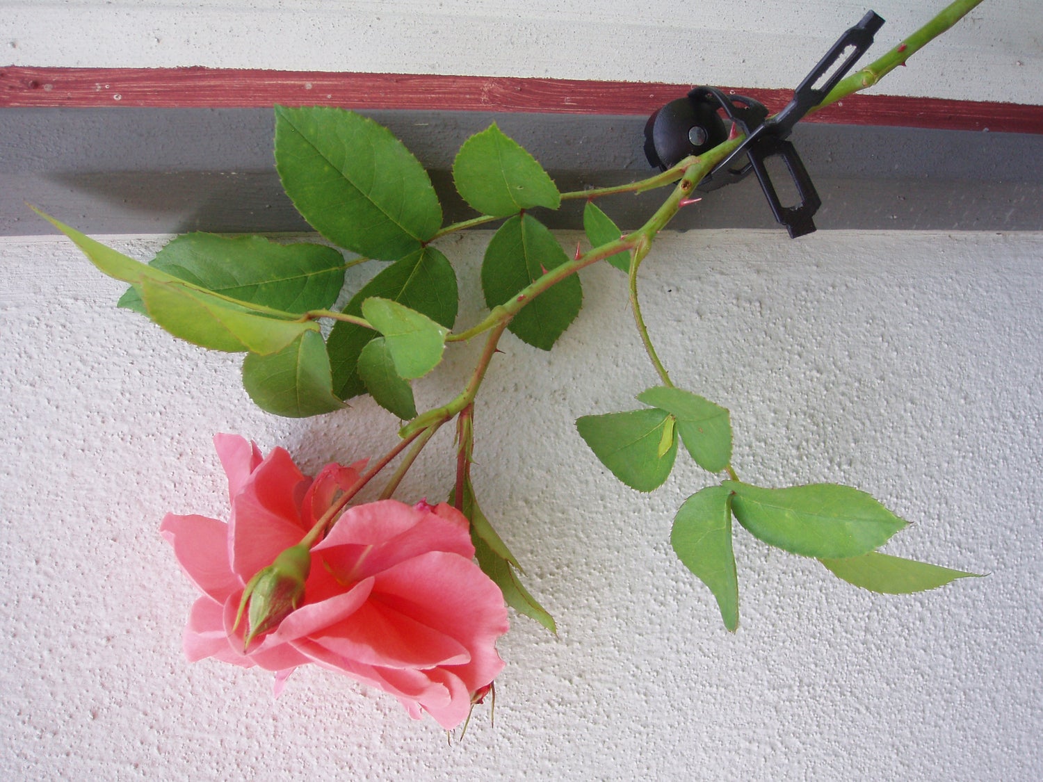 Nature klimplantband 150cm zwart