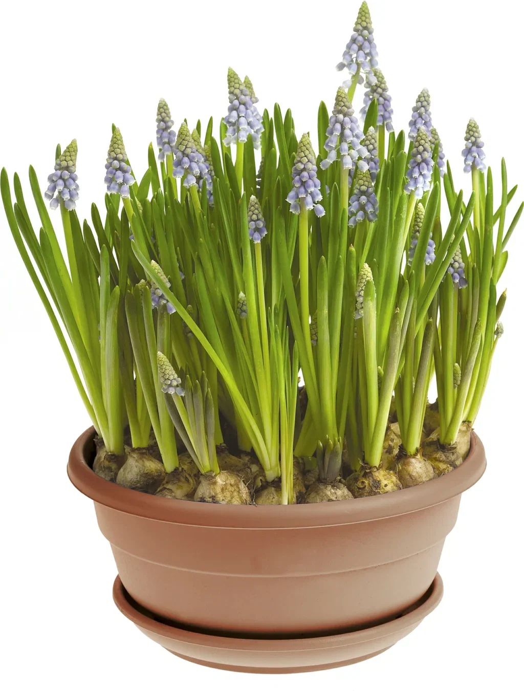Armeniaperleblomst i skål Ø21 cm