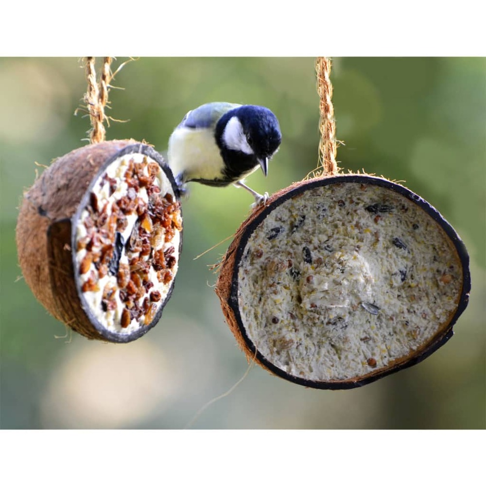 1/2 noix de coco garnitures à 5 saveurs oiseaux sauvages 10 pcs