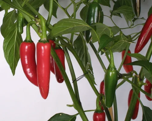 All Nature Capsicum Chili 'Jalapeno' 10,5 cm Chili 'Jalapeño' Ø10,5 cm