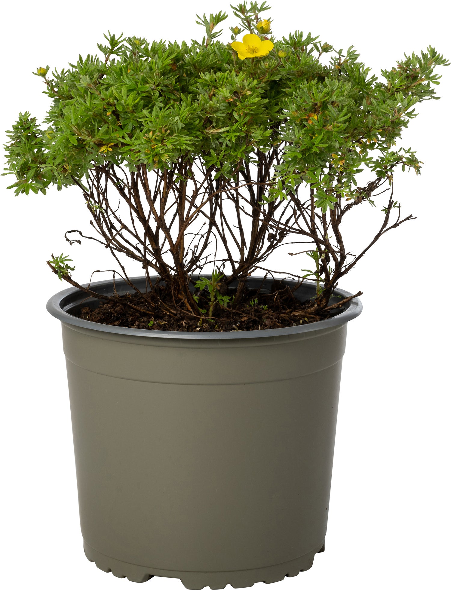 Ganzerik (Potentilla fruticosa 'Kobold') D 19 H 25 cm
