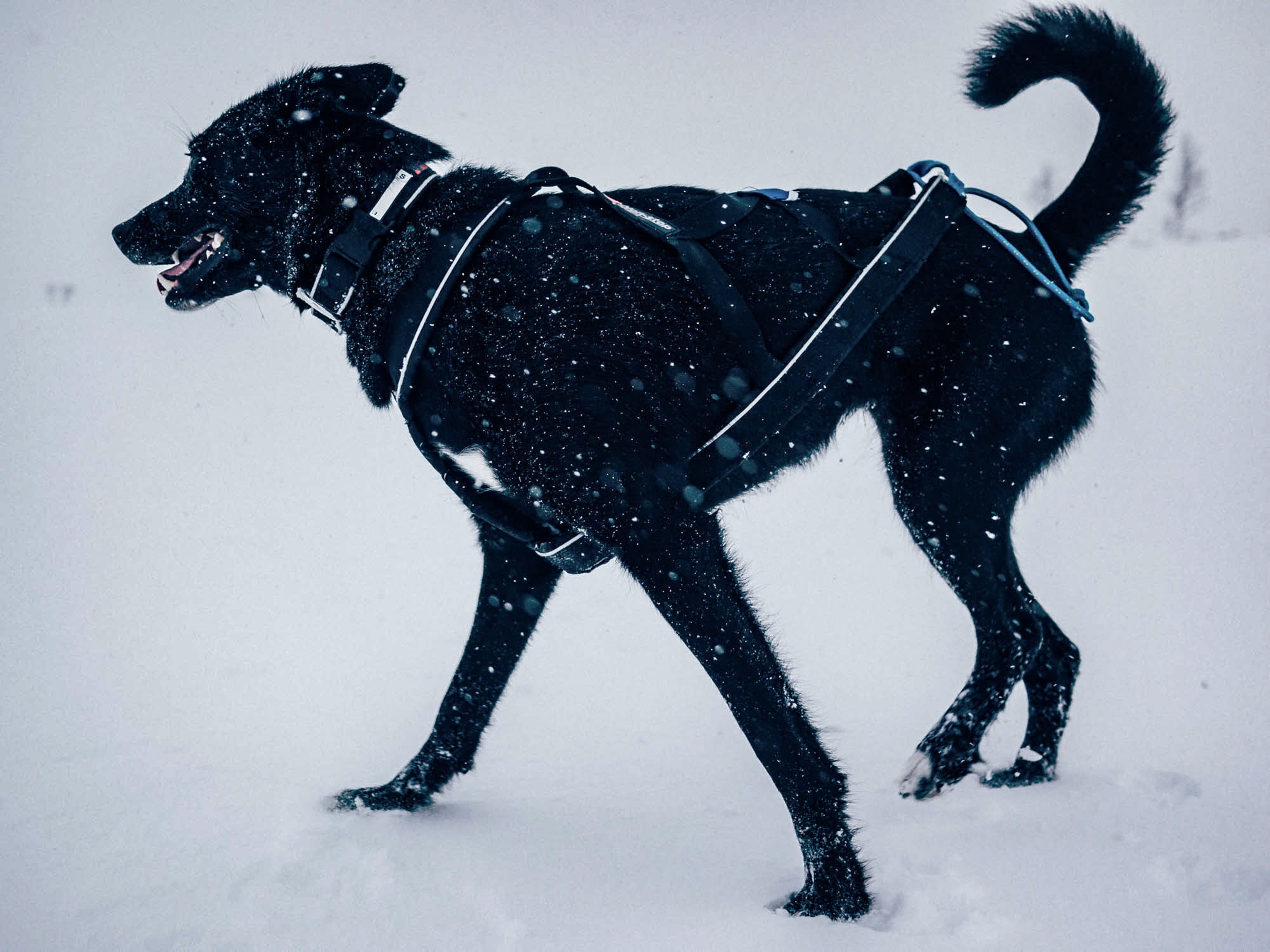 Kjøp Non-Stop Dogwear Polar Collar fra Hekta på tur!