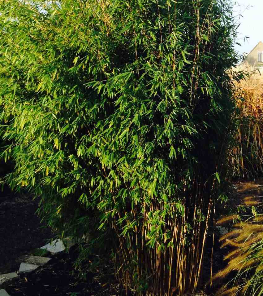 Fargesia obelisk (murielae x nitida) (bambou non traçant) taille pot 2 litres - 40/50cm - 4/7 cannes