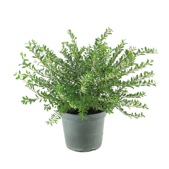 Spiraea thunbergii - pot 5L