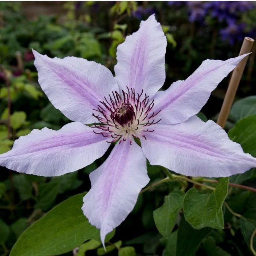 Clématite 'nelly moser' - clematis 1,5l