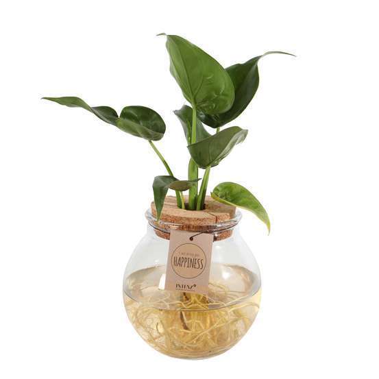 Hydroponie Bolglas D 15 cm