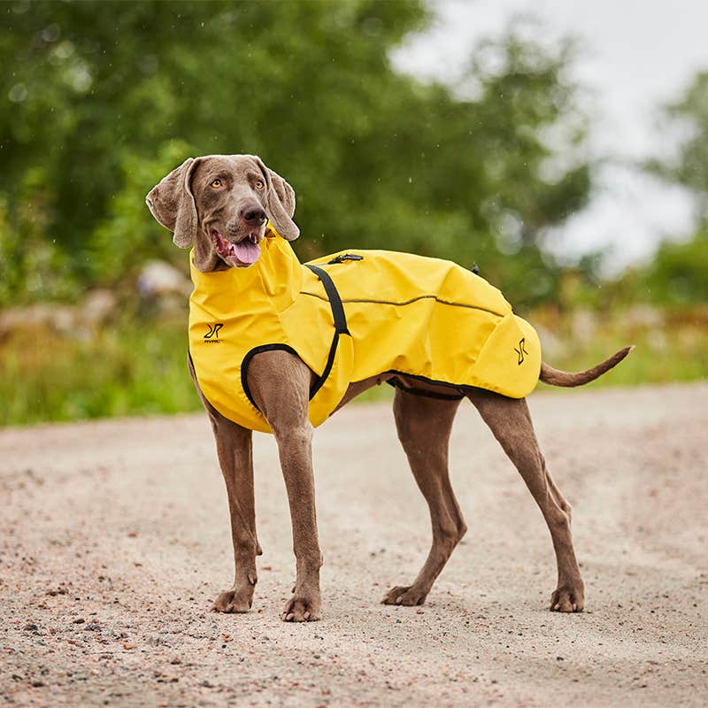 Cyclone Dog Jacket Hund Golden Yellow