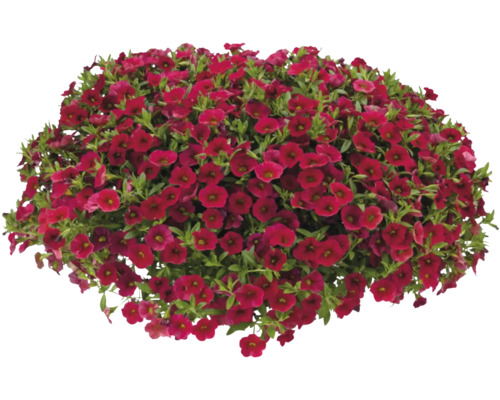 Calibrachoa 'Lia Dark Red' (minipetunia) in potmaat 12 cm