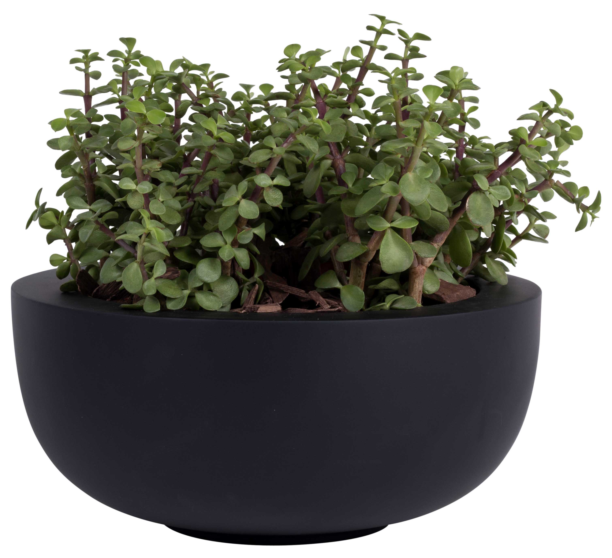 Plantenpot Ducos S black Ø33 x H15 cm - set van 2