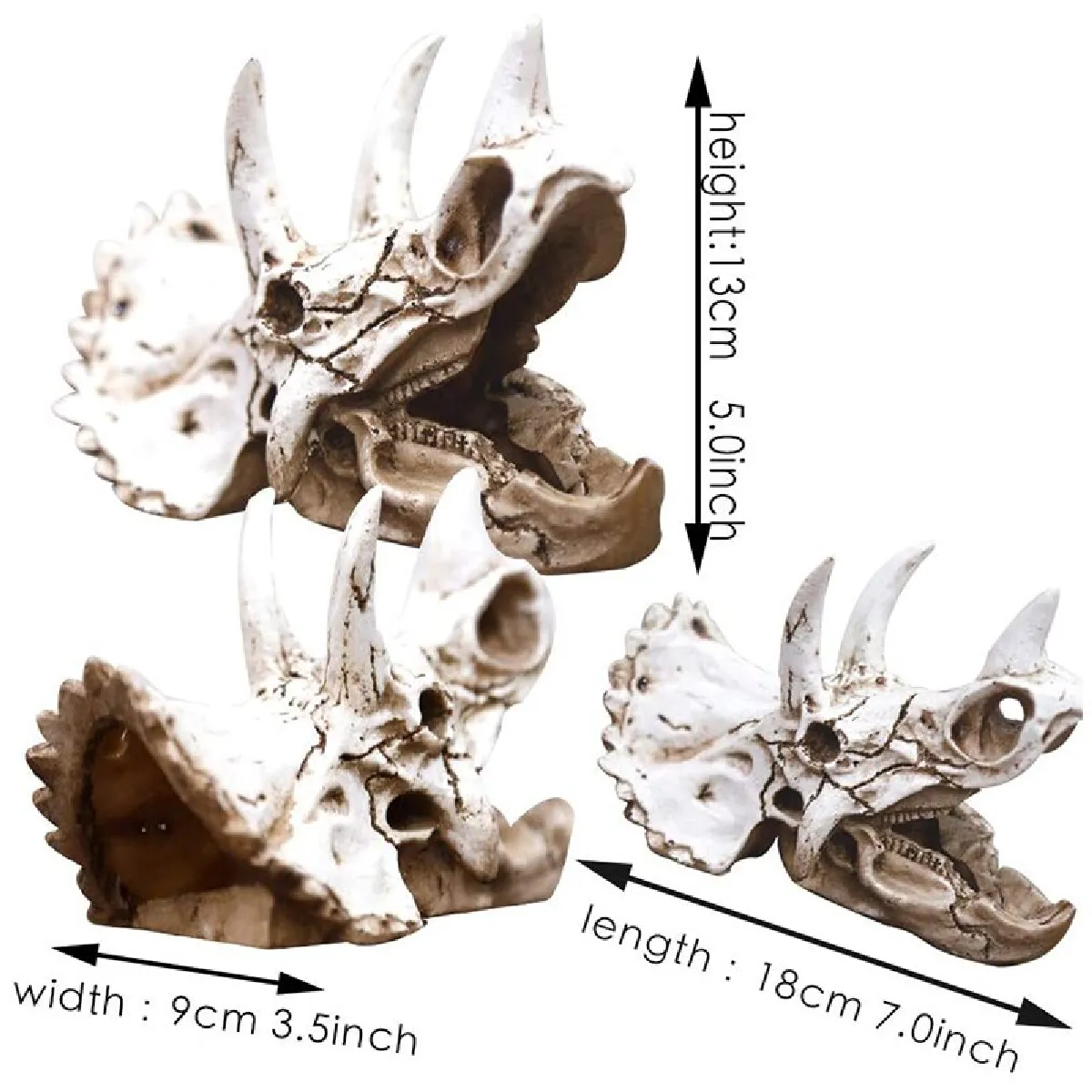 Universal Triceratops Crâne Simulation