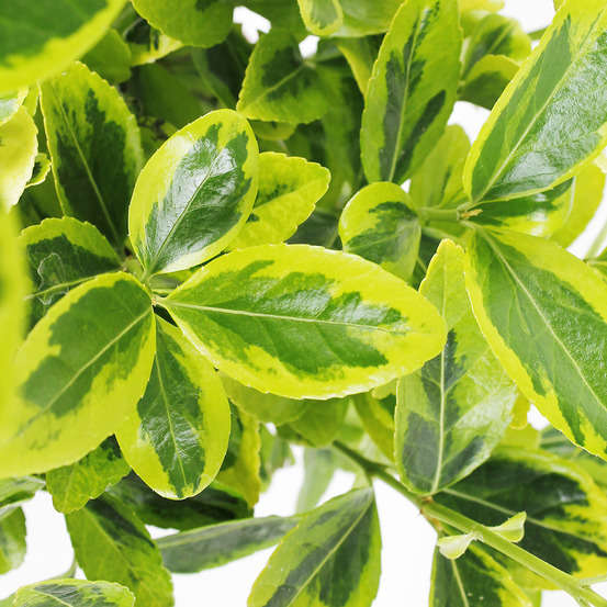Euonymus japonicus : pot d.14cm - Variétés variables