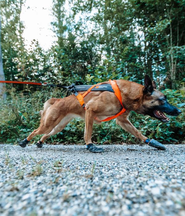 Non-stop dogwear Hunde-Zuggeschirr Freemotion