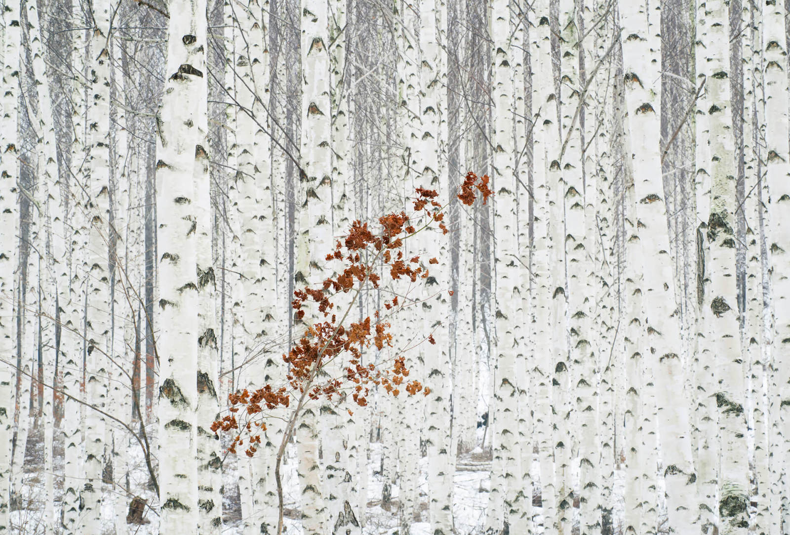 Fototapete DESIGNWALLS 2.0 - weiß-grau - Birkenwald - 2,6 Meter