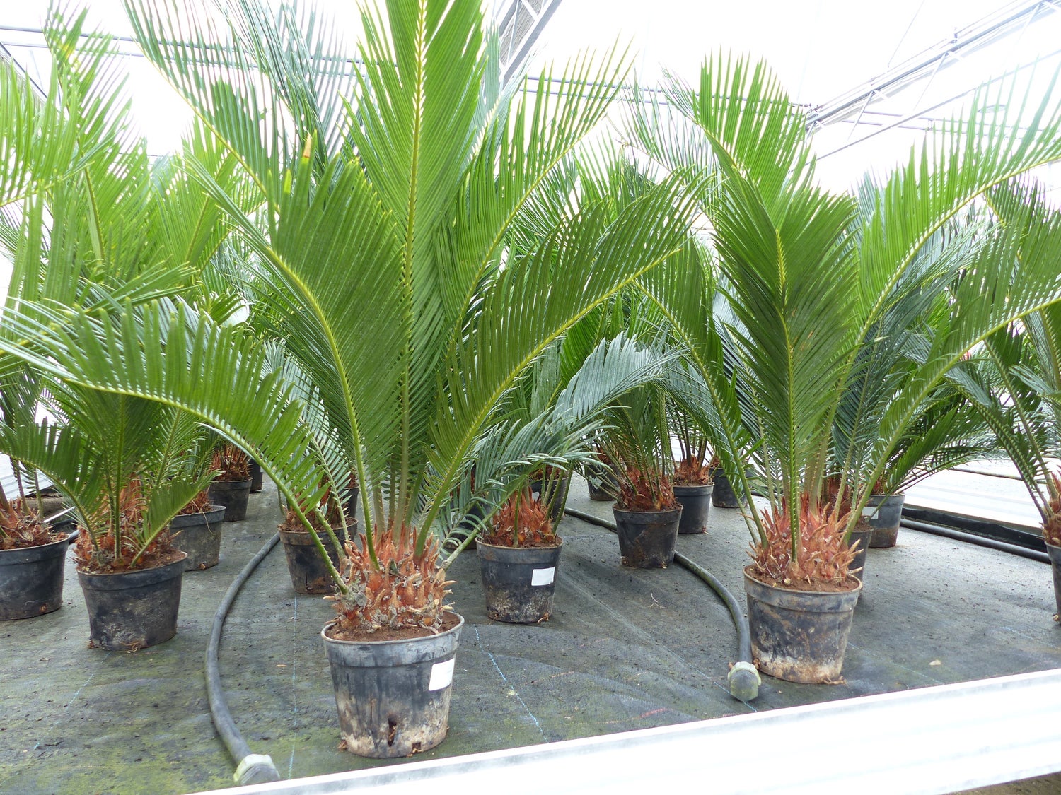 Cycas Revoluta 80 cm Sagopalm, binnen + buiten