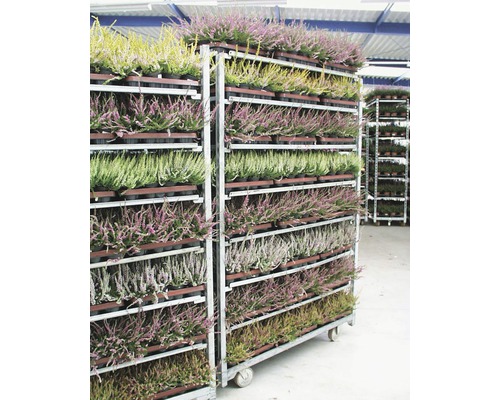 Heide, Gewone heide FloraSelf Calluna vulgaris Ø 9,5 cm pot willekeurige variëteitselectie effen kleur