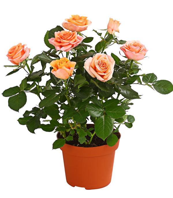Großblütige Topfrose - Rosa chinensis,