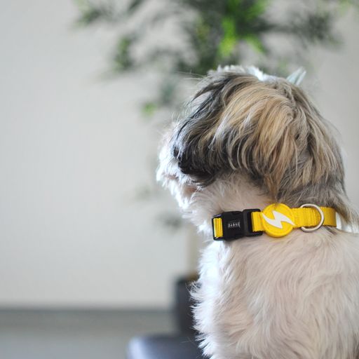 Coleira amarela para cachorro