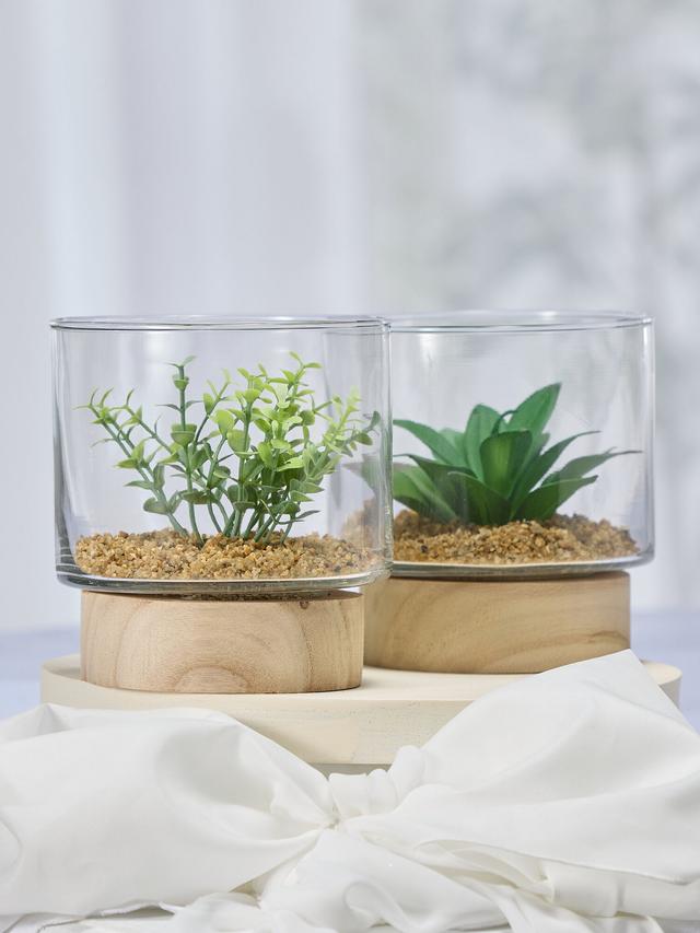 Sukkulenten im Glas auf Holzbase