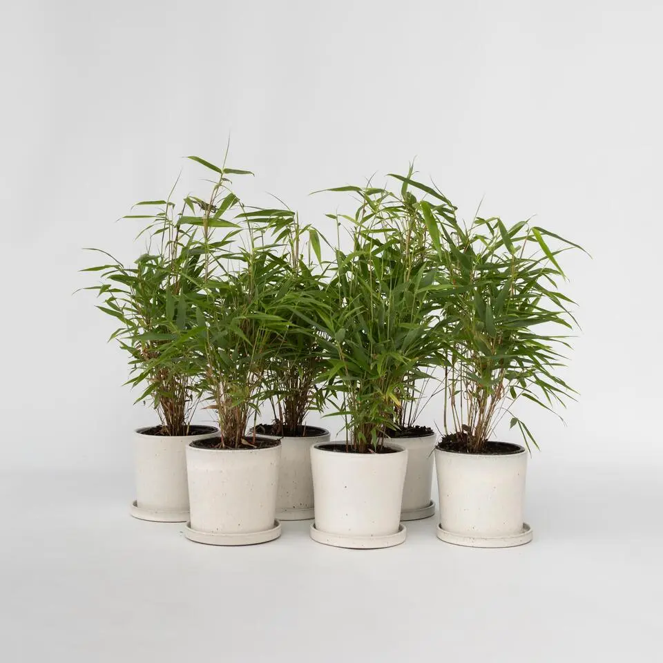 Bamboe - Set van 18 - Fargesia rufa - Hoogte 25-40cm - ⌀13cm
