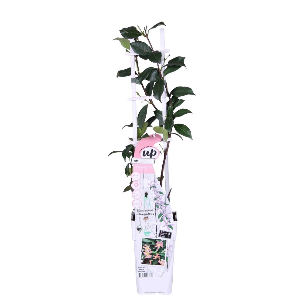 Trachelospermum 'star of ibiza' – jasmin rose de toscane – plante grimpante - ⌀15 cm - ↕60-70 cm