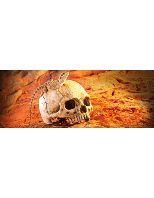 Exo Terra Schuilplaats Primate Skull - Ornamenten - 17x13.5x11.5 cm