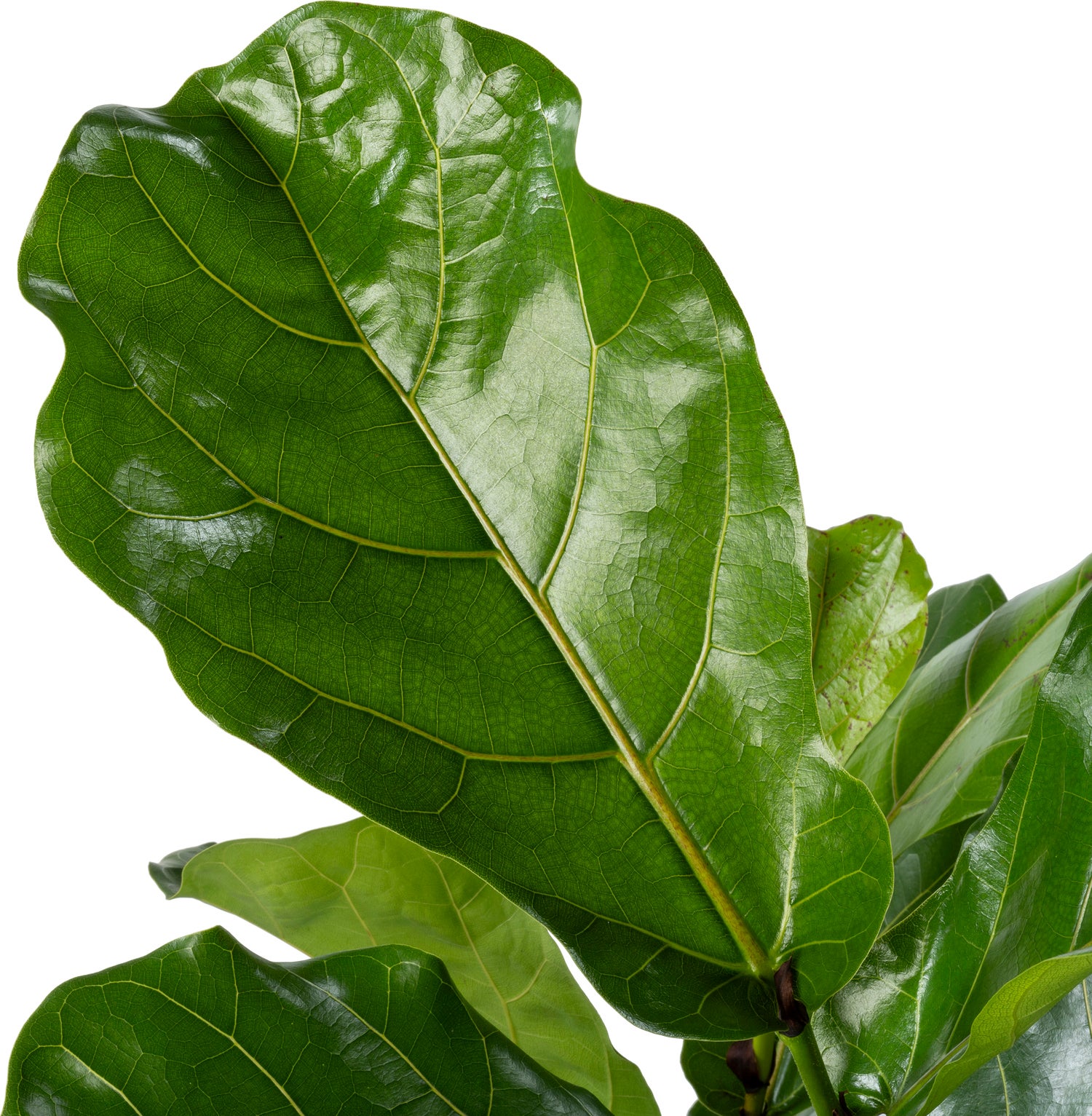 Vioolbladplant (Ficus lyrata) D 30 H 150 cm