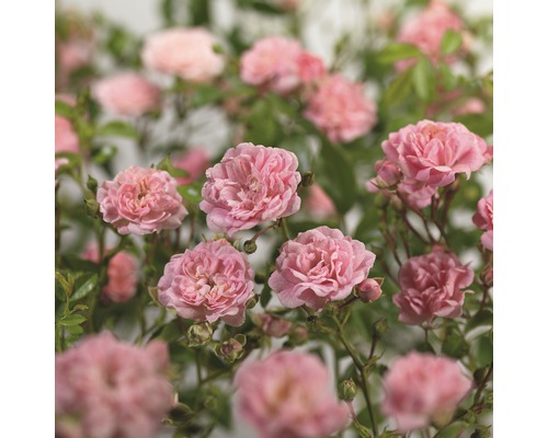 Bodembedekkende roos 'The Fairy' FloraSelf Rosa x hybride 'The Fairy' H 10-30 cm Co 3 L