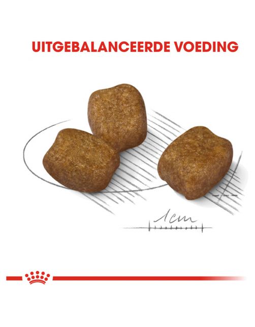 Royal Canin Dental Care Mini - Hondenvoer